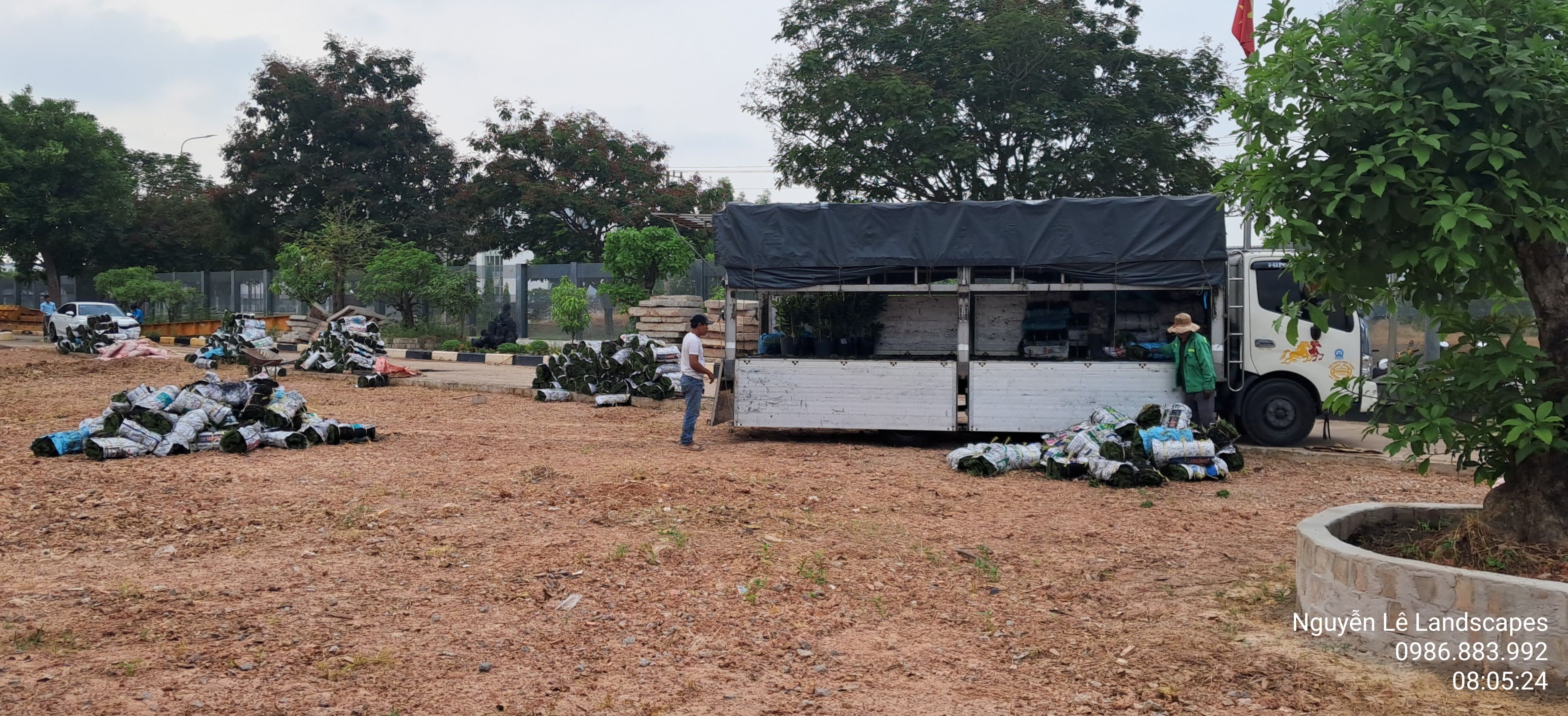Cỏ Nhung Nhật được Cây Xanh Nguyễn Lê tuyển chọn kỹ lưỡng từ vườn ươm