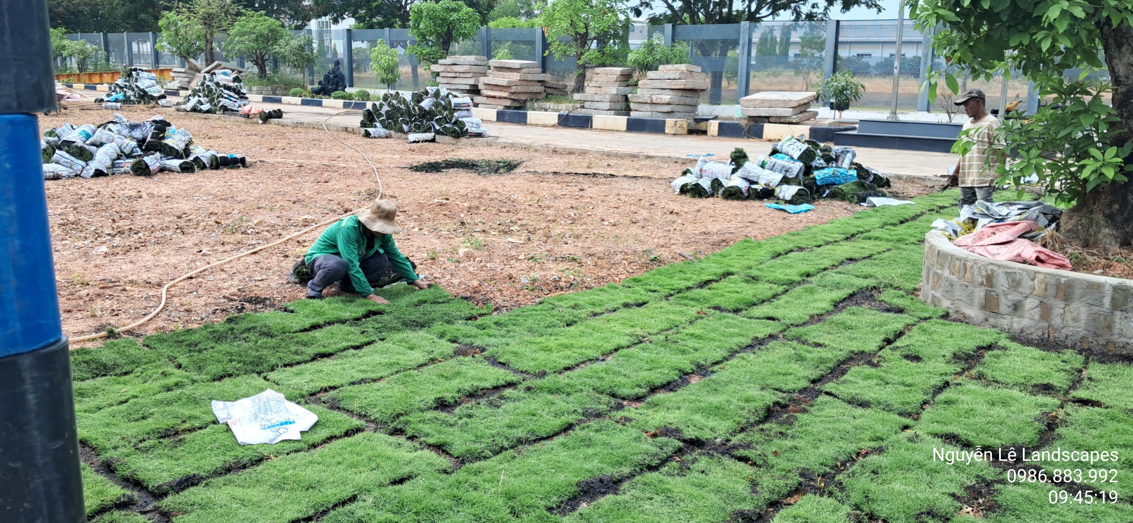 Đội ngũ công nhân lành nghề tiến hành trồng cỏ.